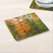 秋メープルツリーズ秋の自然写真 スクエアペーパーコースター (アングル)