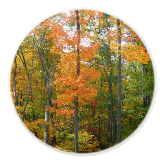 秋メープルツリーズ秋の自然写真 セラミックノブ (正面)