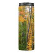 秋メープルツリーズ秋の自然写真 タンブラー (裏面)