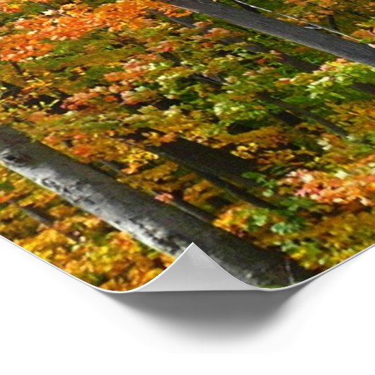 秋メープルツリーズ秋の自然写真 ポスター (角)