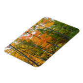 秋メープルツリーズ秋の自然写真 マグネット (左側)