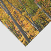 秋メープルツリーズ秋の自然写真 薄葉紙 (詳細)