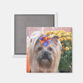 秋ヨークシャーテリアおもしろい マグネット (正面/裏面)