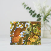 秋リーフ紅葉スカイ自然撮影 ポストカード (スタンド正面)