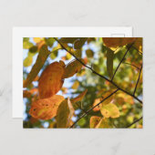 秋リーフ紅葉スカイ自然撮影 ポストカード (正面/裏面)