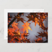 秋ワンダーランドオブオータムカラー ポストカード (正面/裏面)