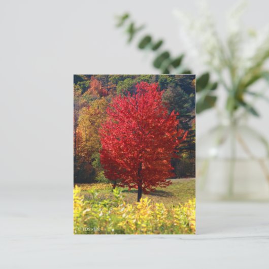 秋写真 ポストカード (スタンド正面)