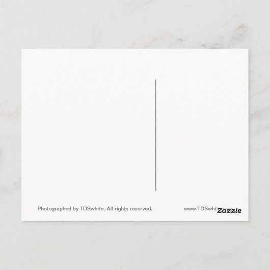 秋写真 ポストカード (裏面)