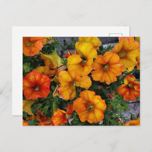 秋園 ポストカード (正面/裏面)