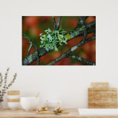 秋地衣類 ポスター (キッチン)