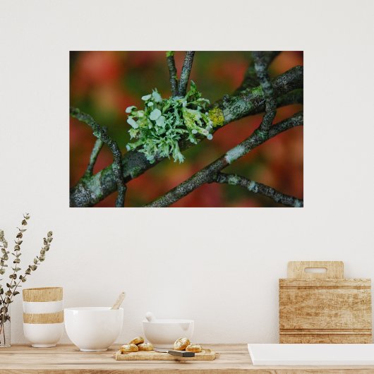 秋地衣類 ポスター (キッチン)