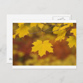 秋感動的 ポストカード (正面/裏面)