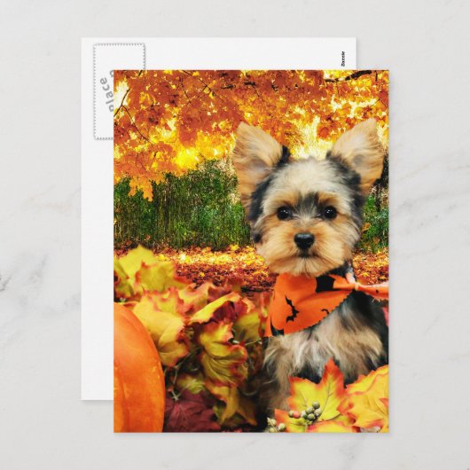 秋感謝祭 – マックス – ヨークシャーテリア シーズンポストカード (正面/裏面)