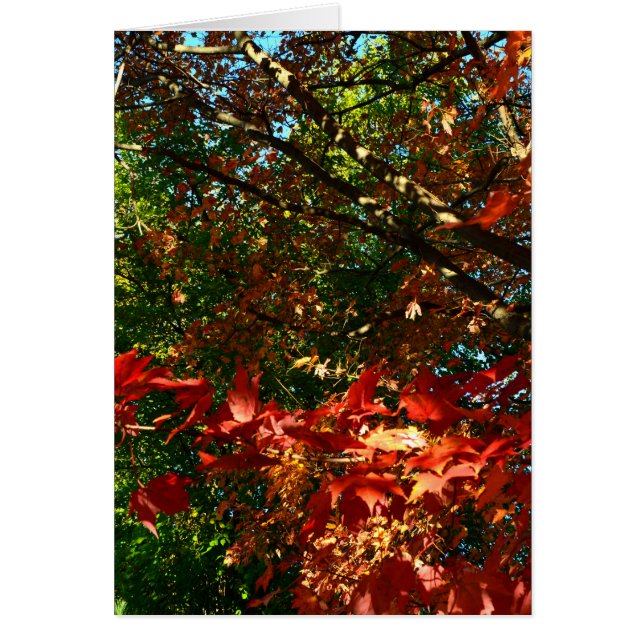 秋日本のの楓 (正面)