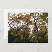 秋日本のの楓 ポストカード (正面/裏面)
