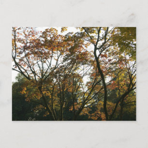 秋日本のの楓 ポストカード
