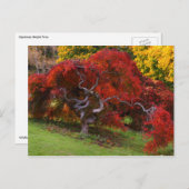 秋日本のの楓 ポストカード (正面/裏面)