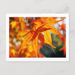 秋日本の葉のカエデ ポストカード
