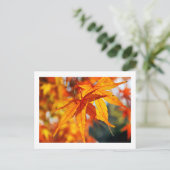 秋日本の葉のカエデ ポストカード (スタンド正面)