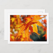 秋日本の葉のカエデ ポストカード (正面/裏面)