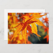 秋日本の葉のカエデ ポストカード (正面/裏面)