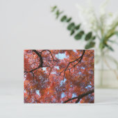 秋日本の葉のカエデ ポストカード (スタンド正面)