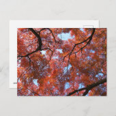 秋日本の葉のカエデ ポストカード (正面/裏面)
