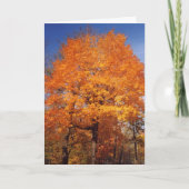 秋木1カード カード (正面)