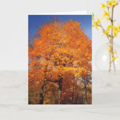 秋木1カード カード (黄色い花)