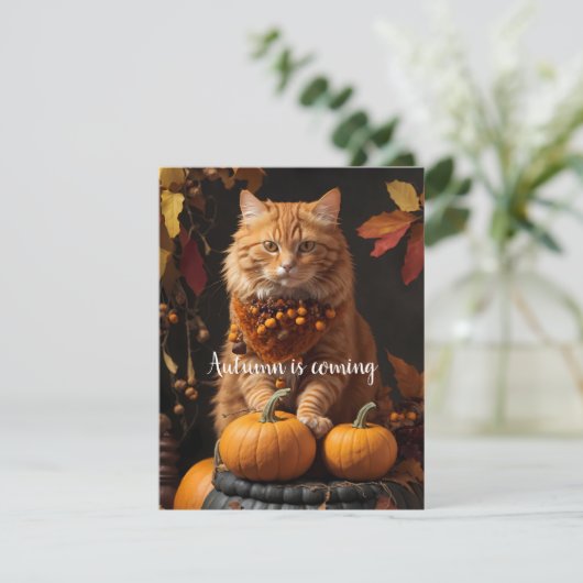 秋来は シーズンカード (スタンド正面)