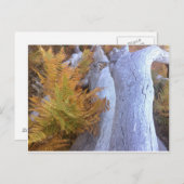 秋林 ポストカード (正面/裏面)