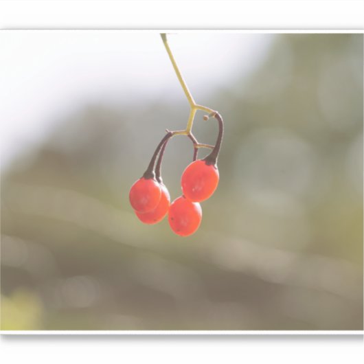 秋果実。 シール (正面)