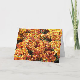 秋梅 シーズンカード