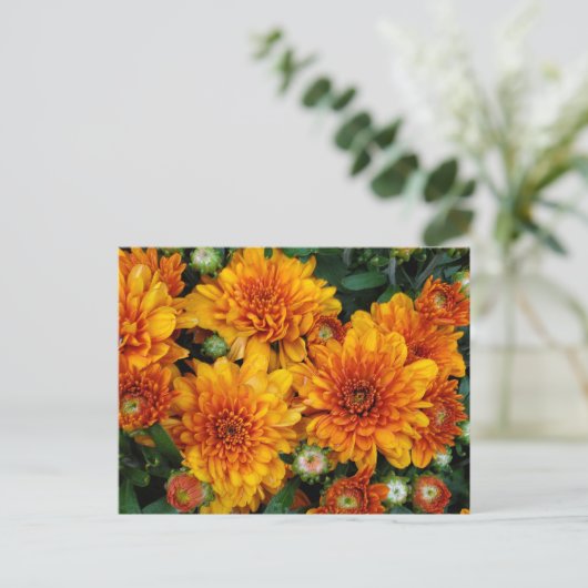 秋梅 ポストカード (スタンド正面)