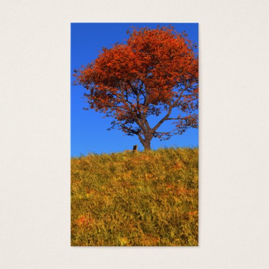 秋澄んのブックマーク (正面)