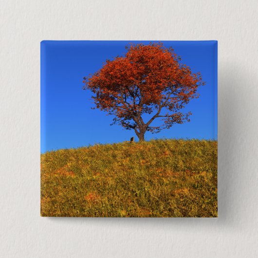 秋澄んの日ボタン 缶バッジ (正面)