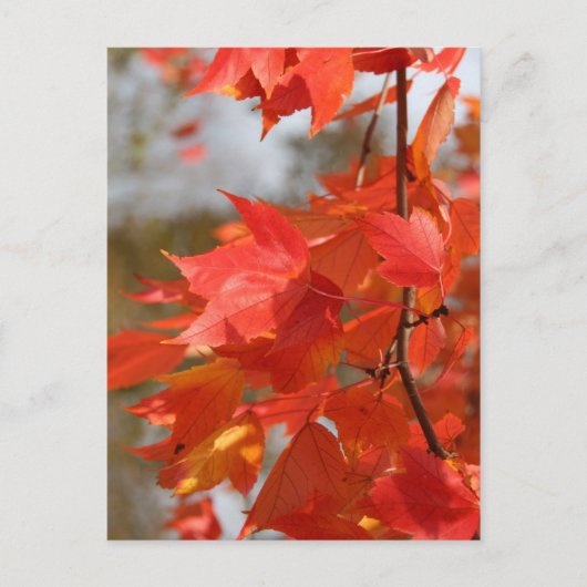 秋火事 ポストカード (正面)