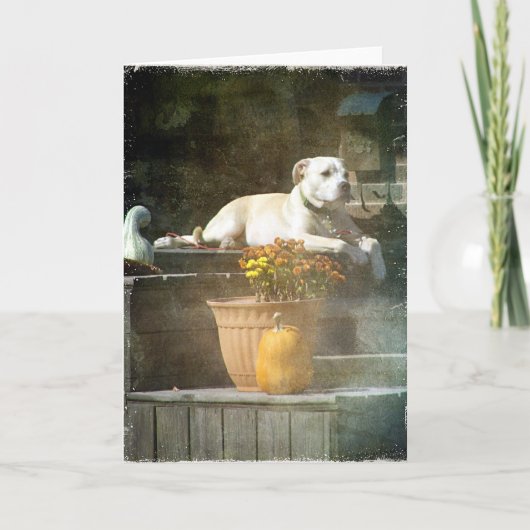 秋犬 カード (正面)