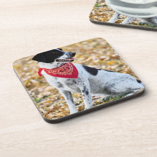 秋犬 コースター (左側)