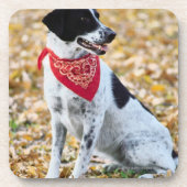 秋犬 コースター (正面)