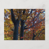 秋珍味 ポストカード (正面)