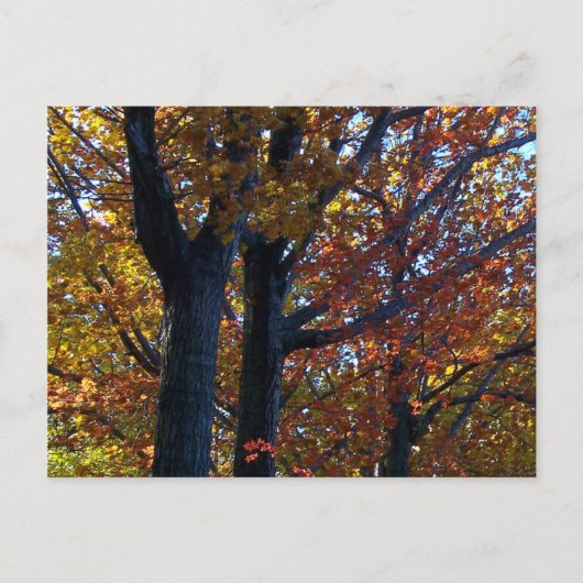 秋珍味 ポストカード (正面)