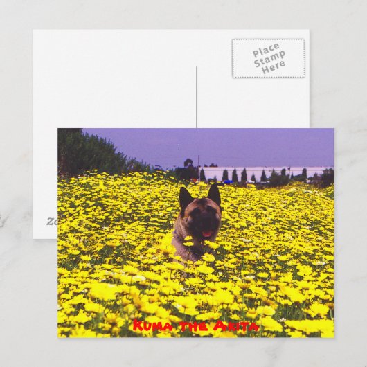 秋田くま ポストカード (正面/裏面)