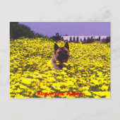 秋田くま ポストカード (正面)