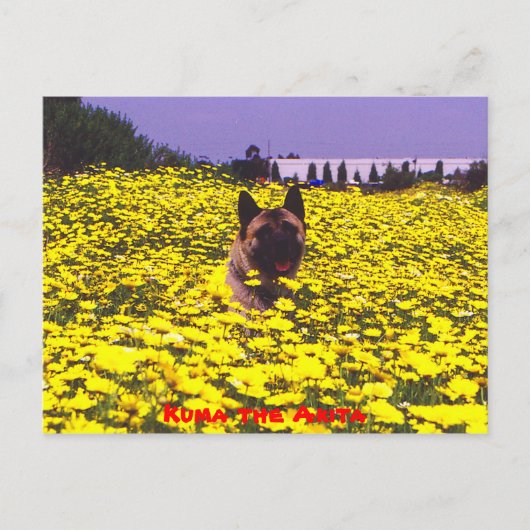 秋田くま ポストカード (正面)