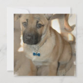 秋田子犬招待状 招待状 (正面)