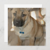 秋田犬の子犬のお誘い 招待状 (正面/裏面)