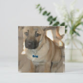 秋田犬の子犬のお誘い 招待状 (スタンド正面)