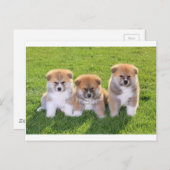 秋田犬の子犬 ポストカード (正面/裏面)