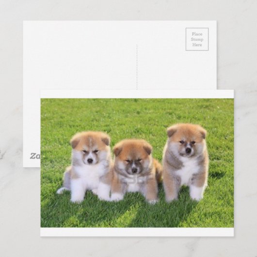 秋田犬の子犬 ポストカード (正面/裏面)